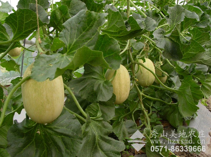 圖1:秀山美地農(nóng)產(chǎn)品 東方密1號(hào)甜瓜 圖1:秀山美地農(nóng)產(chǎn)品 東方密1號(hào)甜瓜