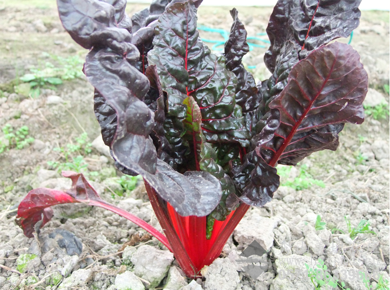 圖1:保健蔬菜 七色菜 圖1:保健蔬菜 七色菜